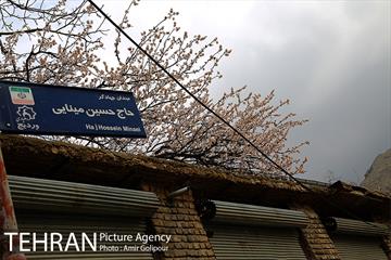 وردیج ، دنیایی از زیبایی 25
