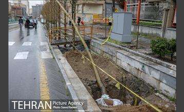 آئین کاشت درخت زندگی 35