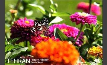 طبیعت بهاری بوستان پلیس  5