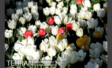 رویش گل های لاله در باغ ایرانی 36