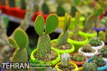 شانزدهمین نمایشگاه بین المللی گل و گیاه تهران - 2 32
