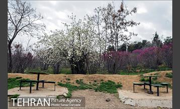 طبیعت بهاری بوستان سرخه حصار‎ 6