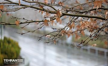 بارش باران زمستانی در تهران 26