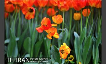 رویش گل های لاله در بوستان ملت 42