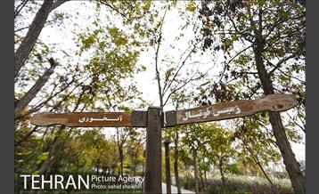 طبیعت پاییزی بوستان فدک 6