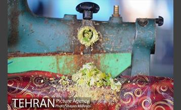 بازار میوه تربار مرکزی 11