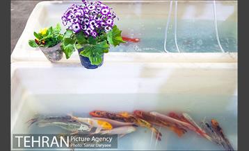 فروش ماهی قرمز در آخرین شب های سال 17