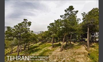 پارک چیتگر 15