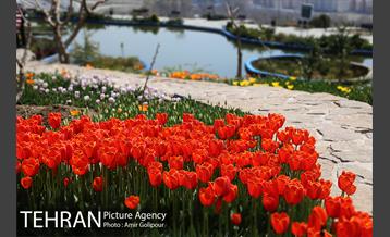 باغ گل لاله های ایرانی در بوستان آبشار تهران‎ 8