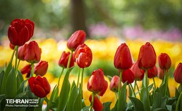 لاله های باغ ایرانی 14
