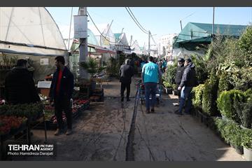 بازار گل محلاتی  12