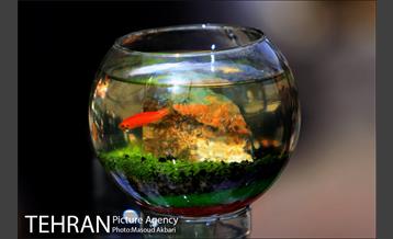 بازار امام زاده حسن در آستانه عید نوروز 24