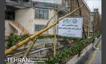 آئین کاشت درخت زندگی 40