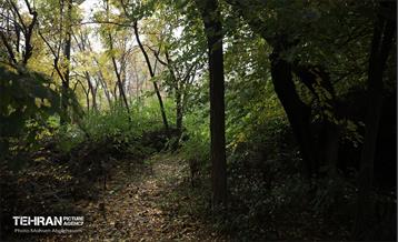 طبیعت پاییزی باغ راه فدک تهران 17