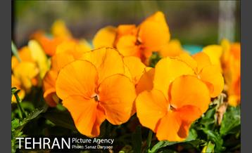 بوستان جوانمردان 13