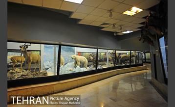 موزه حیات وحش پردیسان 38