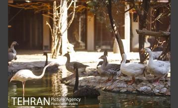 موزه طبیعت و حیات وحش دارآباد 35