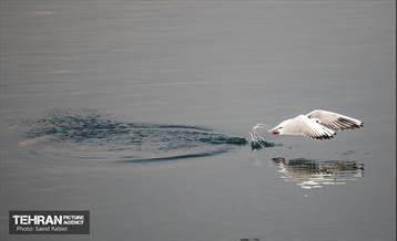 پرندگان مهاجر دریاچه چیتگر 43