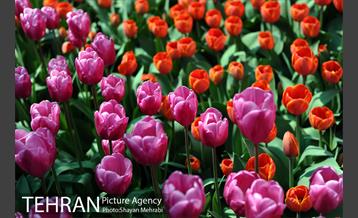 پیاده راه لاله مادران 12