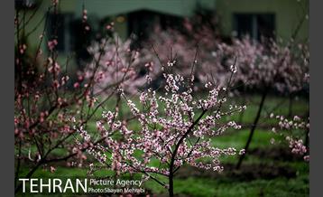 بهار در تهران 26