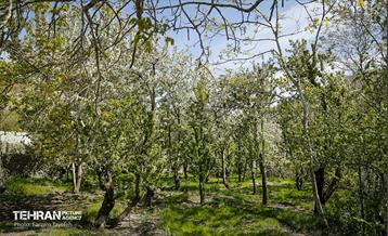 دومین جشنواره شکوفه‌های گیلاس 27