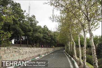 بوستان جنگلی لویزان 8