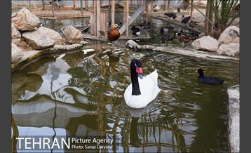 باغ پرندگان 2