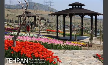 باغ گل لاله های ایرانی در بوستان آبشار تهران‎ 20