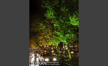 نورپردازی درختان بلوار میرداماد 11