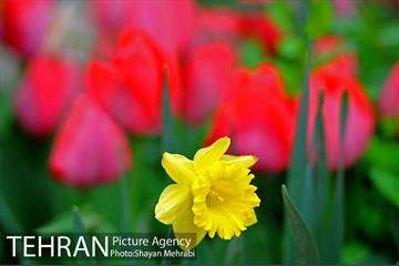 روش گل های لاله در باغ ایرانی 40