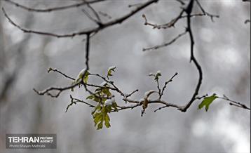 بارش نخستین برف زمستانی در تهران 16