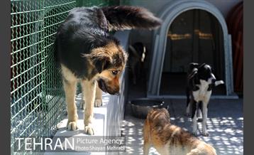 نقاهتگاه سگ های بدون صاحب واقع در آراد کوه 7