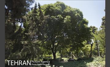 بوستان شفق‎ 9