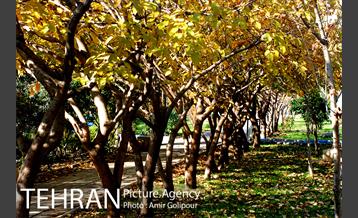 شهرک صدرا 41