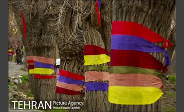 آرایش درختان کهنسال توت در محله کن 19