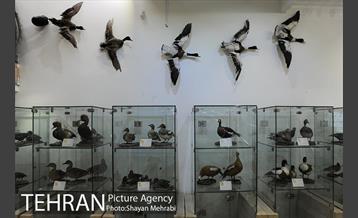 موزه طبیعت و حیات وحش دارآباد تهران 19