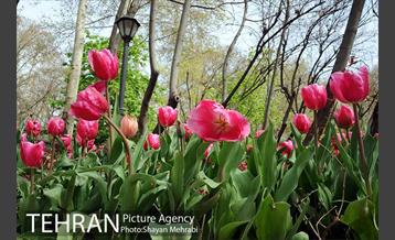 رویش گل های لاله در باغ ایرانی 31