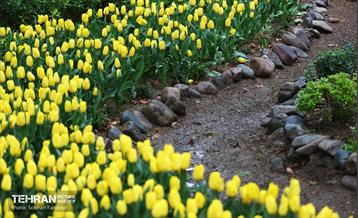 لاله‌ها میهمان باغ ایرانی 17