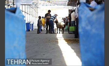 بازدید سعید راد از مراکز عرضه دام  23