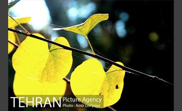 شهرک صدرا 36