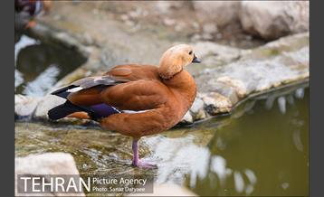 باغ پرندگان 6