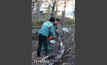 عملیات هرس درختان درمعابر و بوستانهای مناطق تهران 13