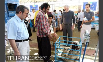 مراکز عرضه بهداشتی دام زنده 17