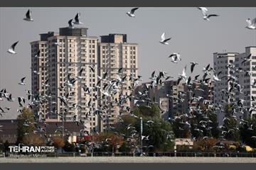 کوچ پرندگان مهاجر / شایان محرابی