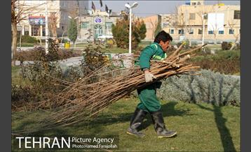 عملیات هرس درختان درمعابر و بوستانهای مناطق تهران 7