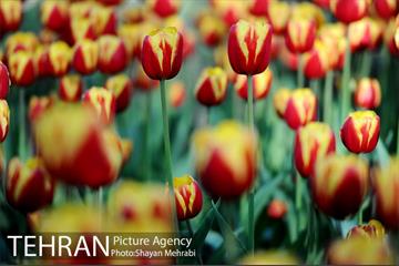 رویش گل های لاله در باغ ایرانی 11