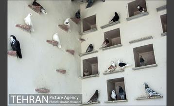 باغ پرندگان تهران 32