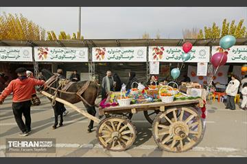 پنجمین جشنواره خرمالوی کن 24