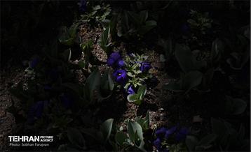 باغ ایرانی در ایام نوروز  3