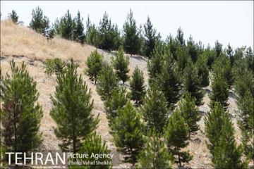 بوستان جنگلی یاس فاطمی 25